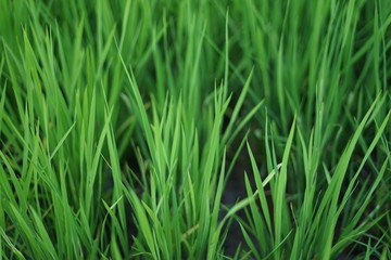 Fresh green young rice plant grass background