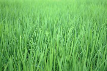 Abstract blurry young rice plant background texture