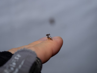 ヨツコブツノゼミ