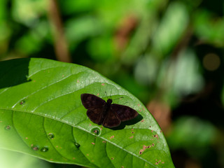 真っ黒なセセリチョウ