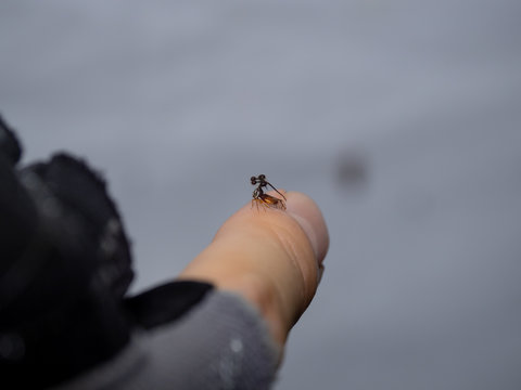 ヨツコブツノゼミ