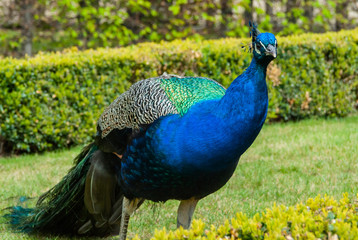 Fototapeta premium A beautiful peacock on the grass