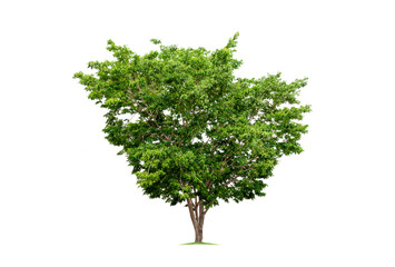 Big tropical tree isolated on a white background. File contains with clipping path so easy to work.