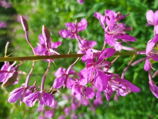 pink flowers in the garden
