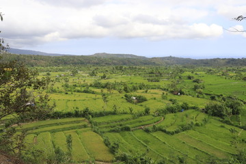 Fototapeta na wymiar A beautiful view of rice fields in Bali, Indonesia.