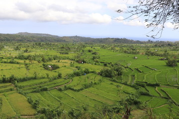 Obraz premium A beautiful view of rice fields in Bali, Indonesia.