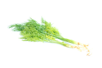 Bunch of fresh green dill isolated