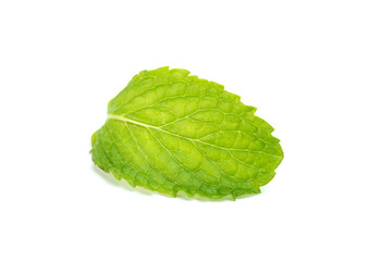 Obraz premium Green fresh Mint leaf isolated on white background.