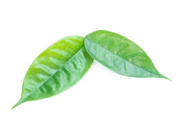 Obraz premium Durian leaves isolated on white background