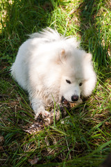 Samoyed.  White dog nibbles a stick of birch lying on the grass.
