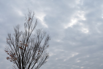 秋から冬に変わる公園