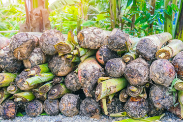 Banana suckers under the ground is a big rhizome called the corm prepare for planting tree.