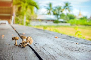 Small mushrooms are growing on wooden planks to make a table during hot and humid weather.