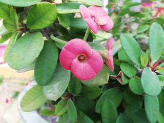 Red flowers with green leaves in the garden 
