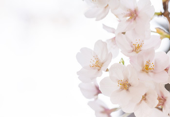 Fototapeta premium 桜