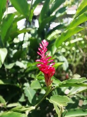red flower in the garden