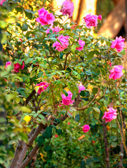 Closeup of a blooming pink rose bush in a natural park landscape.