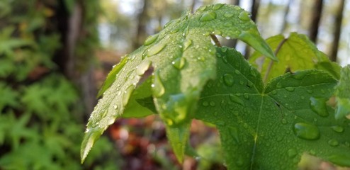 rain drops on a leaf