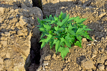 sweet potatoes leaf grow in dry garden soil