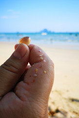 mini shell on the beach