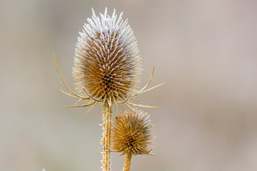 golden colored autumn leaves in nature