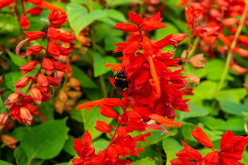 bumblebee on flowers in a summer park