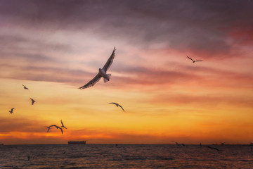 Fototapeta na wymiar Seagulls flying in sunset sky