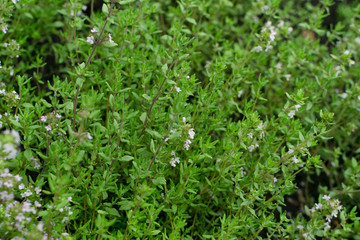 Thyme plants with flowers in spring garden closeup