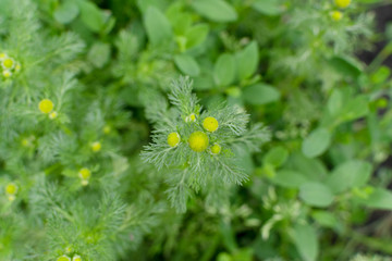 Young plants of matricaria chamomilla known as chamomile