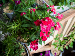 Dianthus chinensis, commonly known as rainbow pink or China pink.
