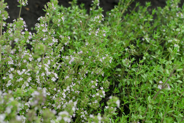 Thyme plants with flowers in spring garden closeup