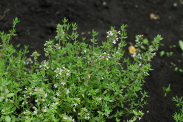 Thyme plants with flowers in spring garden closeup
