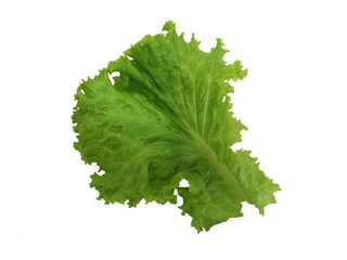 Lettuce Green vegetable