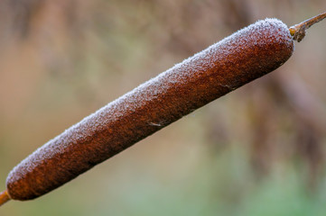 golden colored autumn leaves in nature