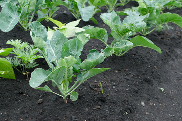 Rows of eco cabbage seedlings in spring garden