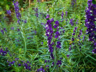 Lavender in the green house.