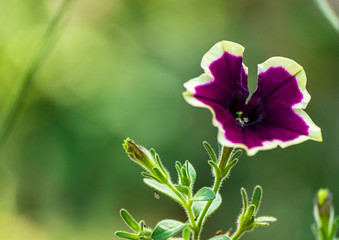 Fototapeta premium Velvet textured purple flower with yellow ends.