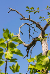 Low angle view of bare tree against clear sky, leafs in the foreground.