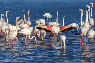 The flamingos