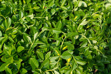 Green lush leaf background, natural leaves plant pattern or texture