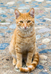 Curious orange cat with yellow eyes. Abstract background with blue stones.