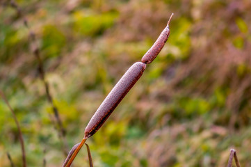 golden colored autumn leaves in nature