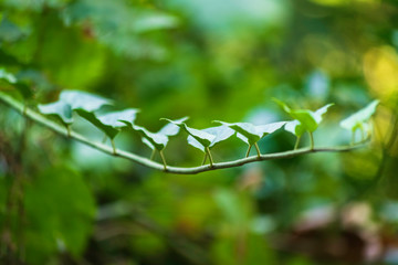 Green leaves are dancing on the branch. Rhythmic posture of leaves and blurred background