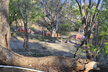 A beautiful view of Alas Kedaton Monkey Forest in Bali, Indonesia.