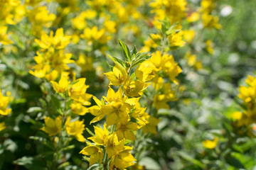 Yellow bells flowers of Lysimachia punctata in summer garden