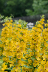 Yellow bells flowers of Lysimachia punctata in summer garden