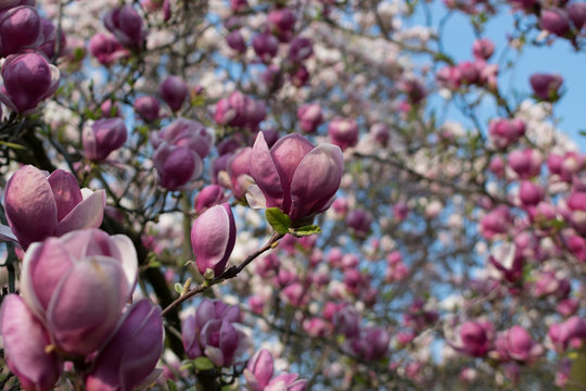 Flowering magnolia tree with white and pink flowers