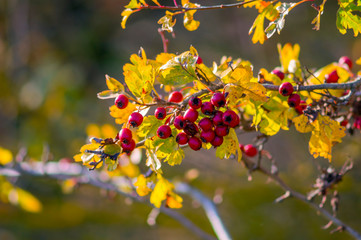 golden colored autumn leaves in nature