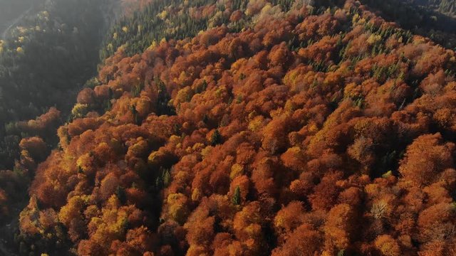 Amazing beautiful aerial view of green and red forest in mountains. Sunny autumn afternoon. Colorful look. 4K