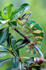 Chameleon in the Tree © IKA SYAFITRI